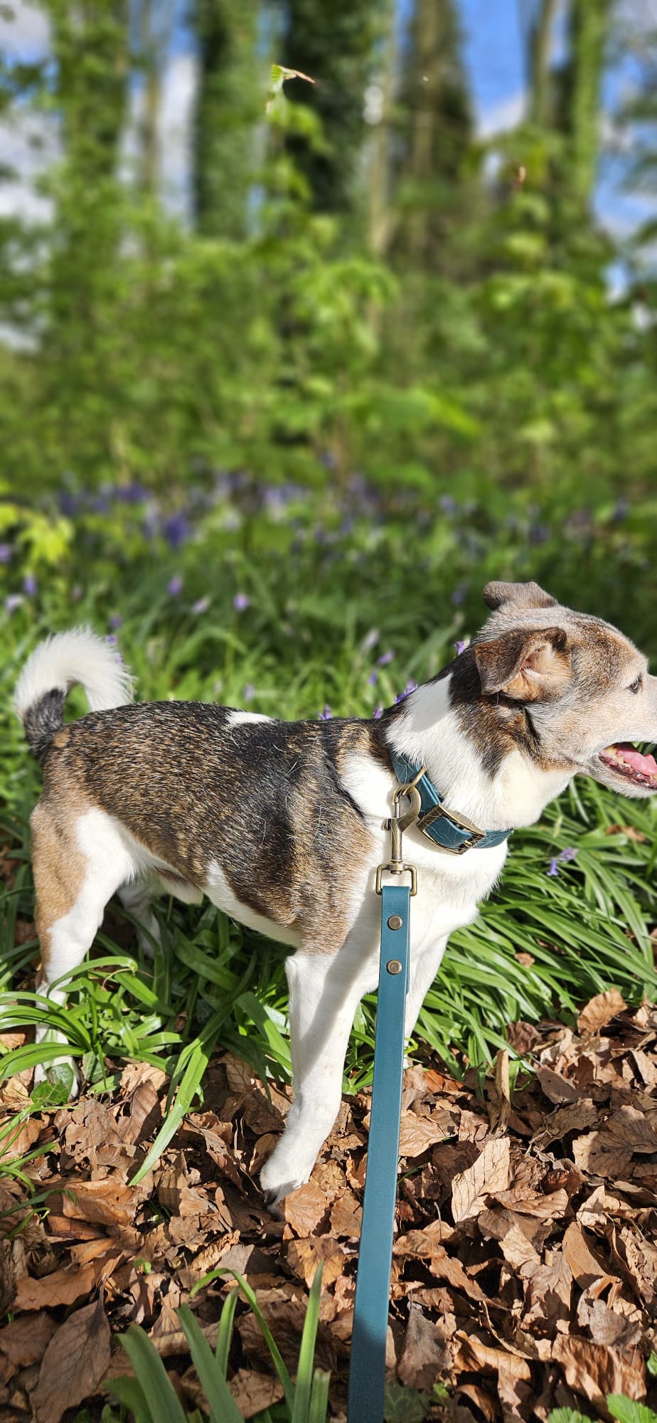 THE BENJI | Classic Dog Lead