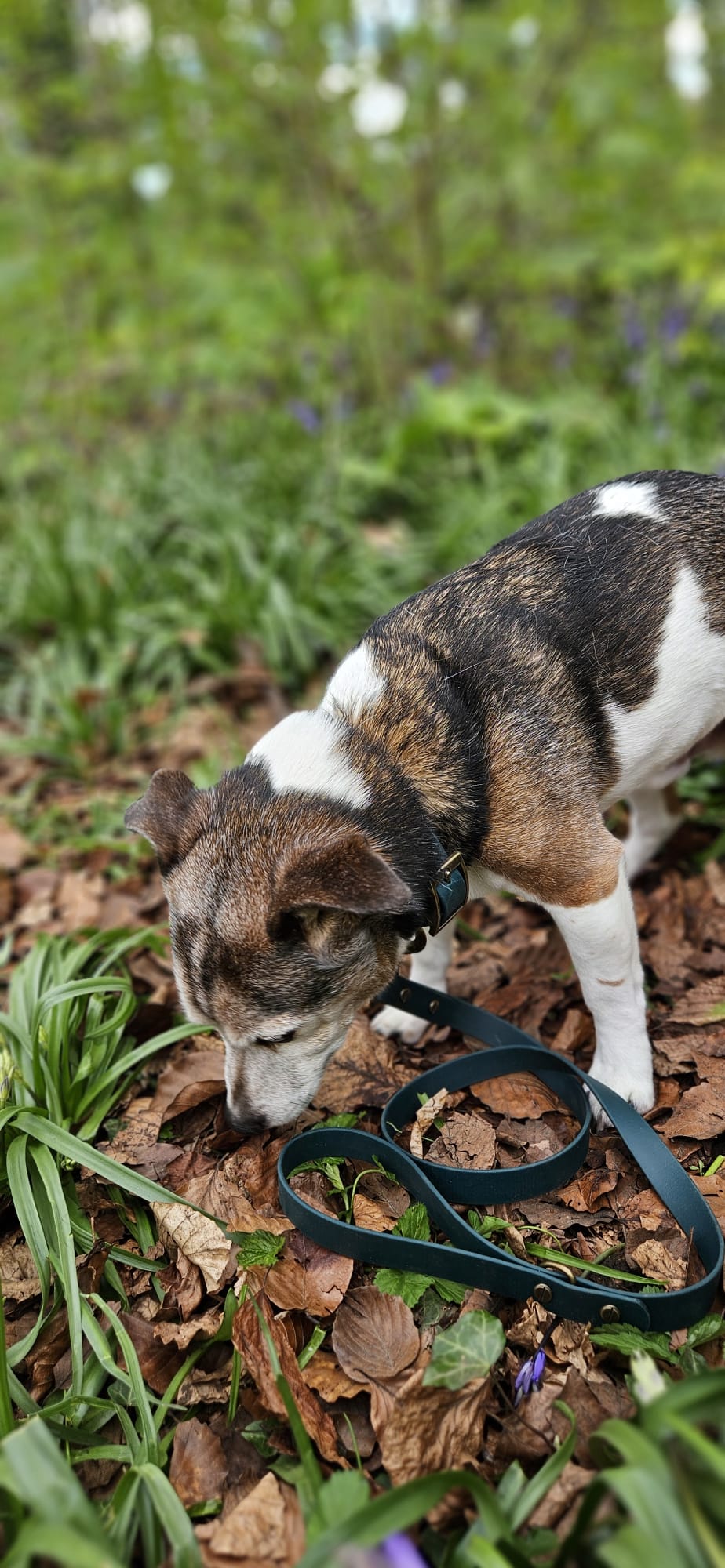 THE BENJI | Classic Dog Lead