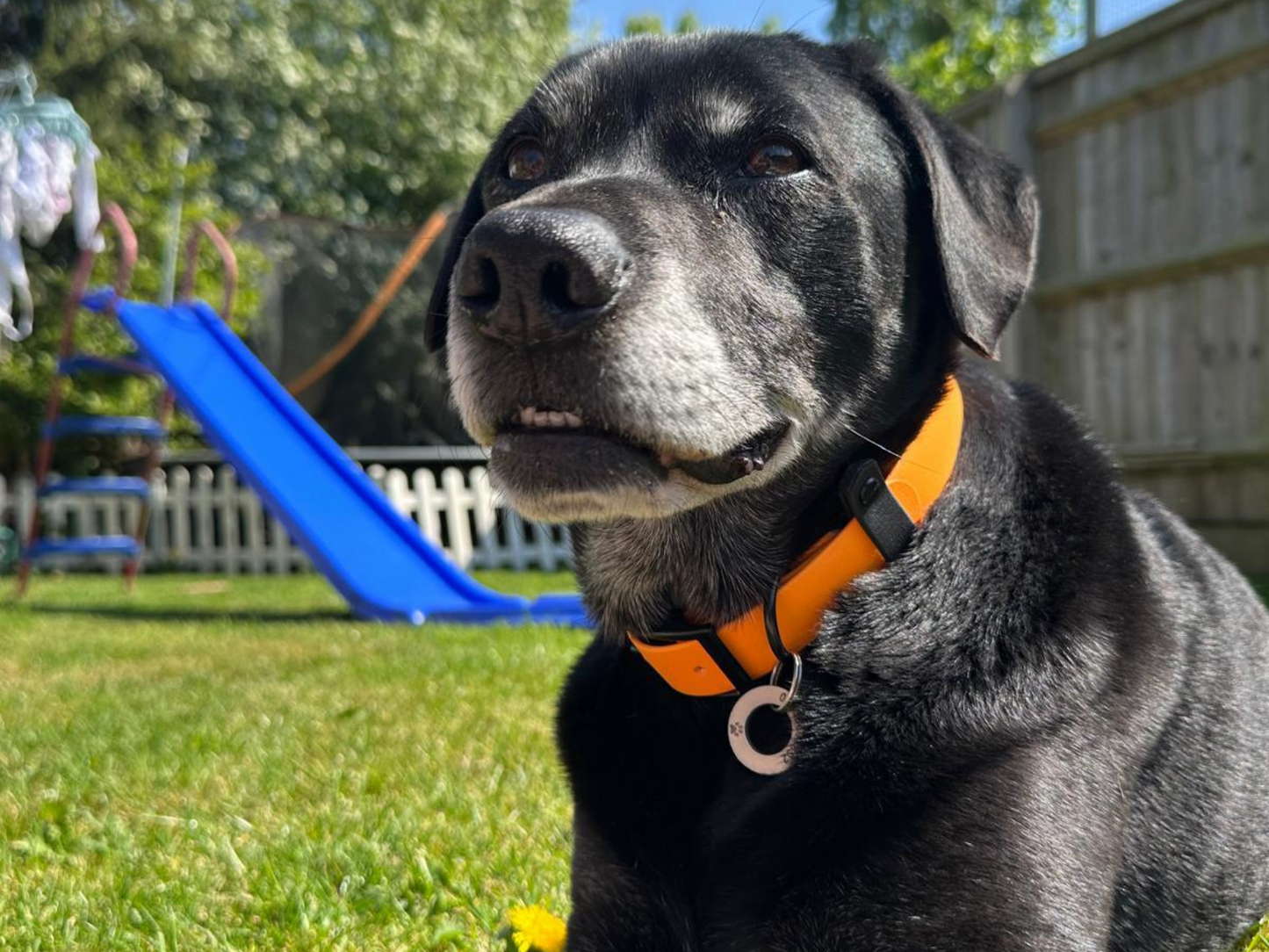 Design Your Own Dog Collar & Lead