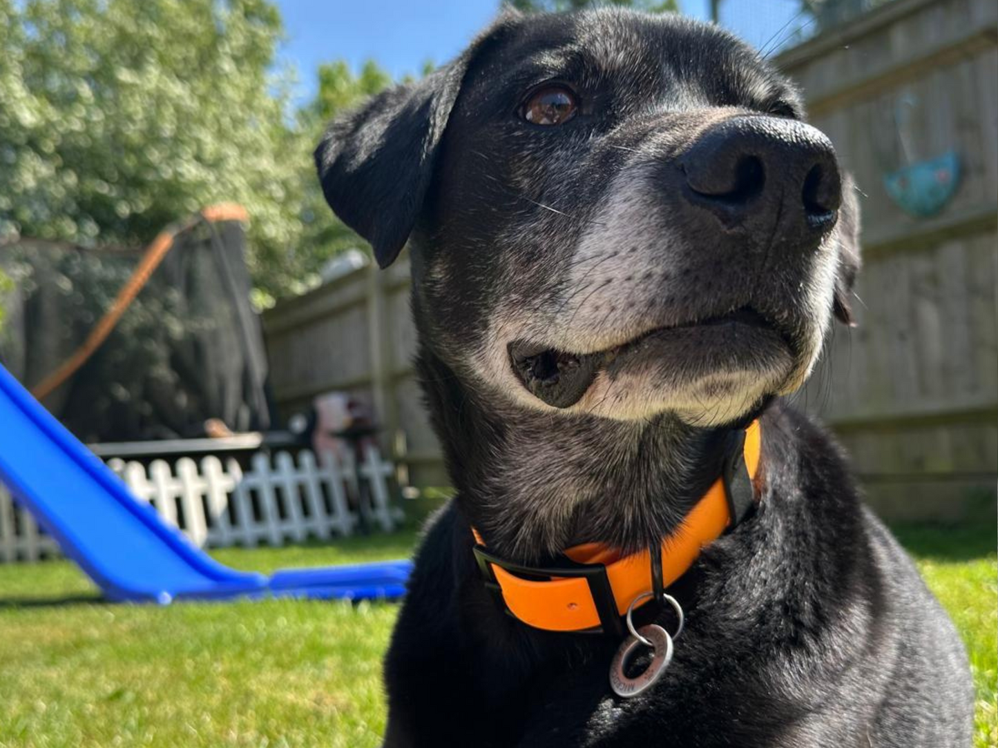 Design Your Own Dog Collar & Lead
