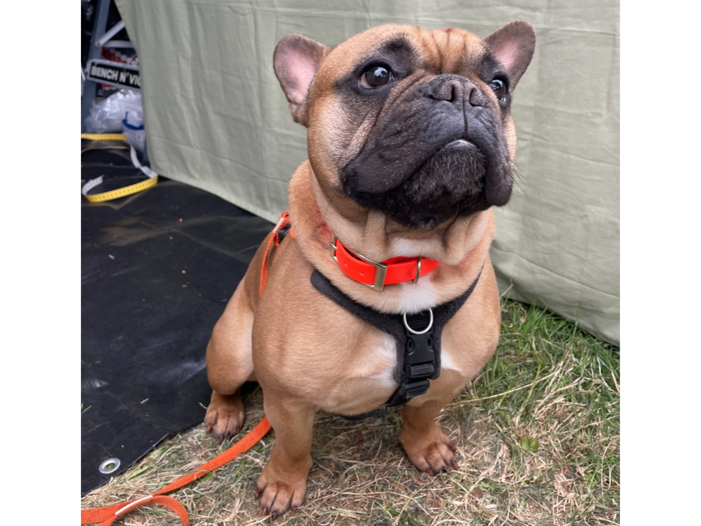 Design Your Own Dog Collar & Lead
