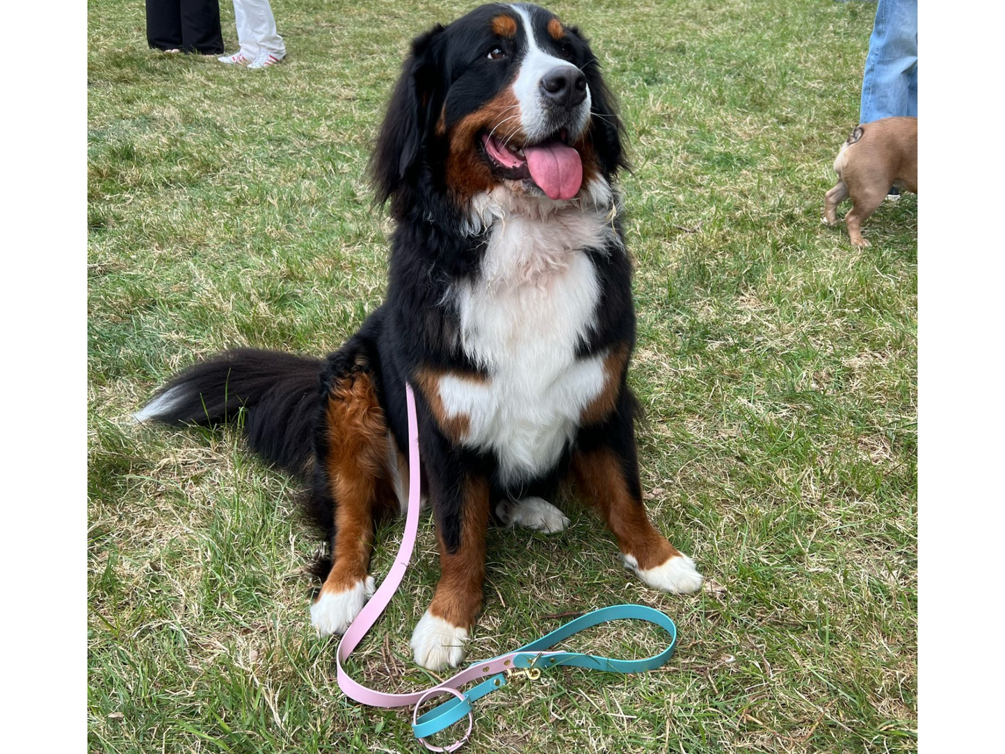 Design Your Own Dog Collar & Lead