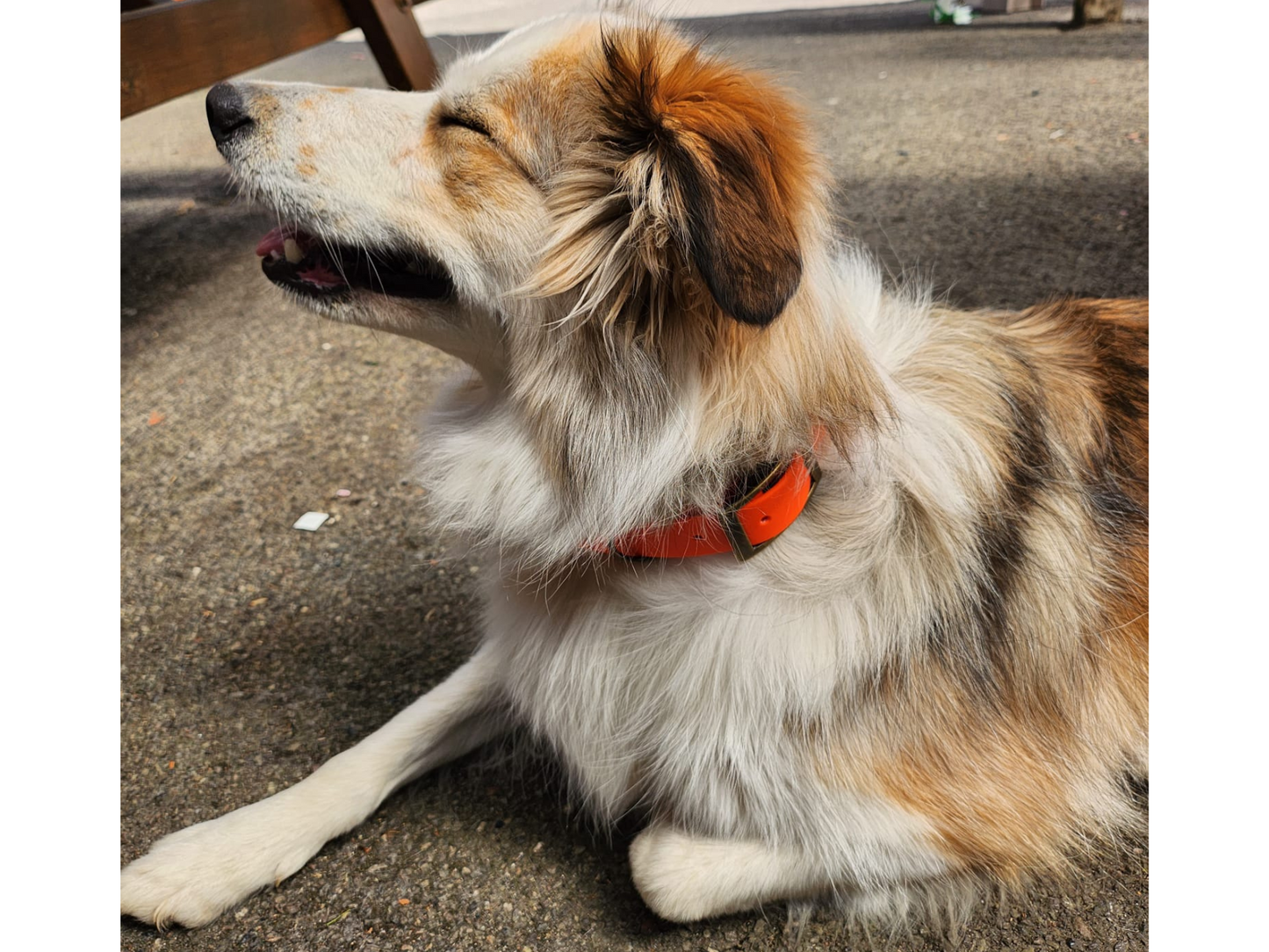 Design Your Own Dog Collar & Lead