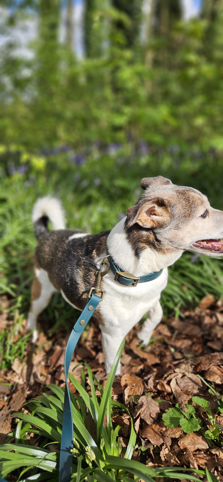THE BENJI | Classic Dog Collar