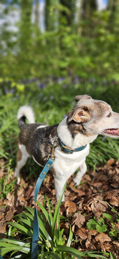 THE BENJI | Classic Dog Collar