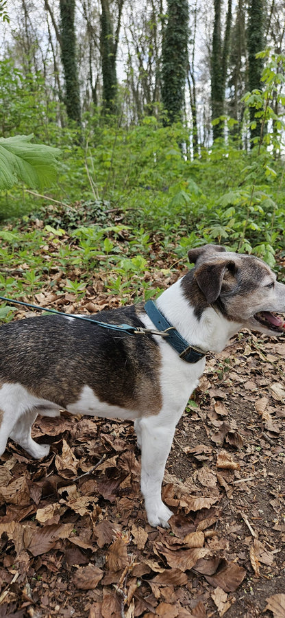 THE BENJI | Classic Dog Collar